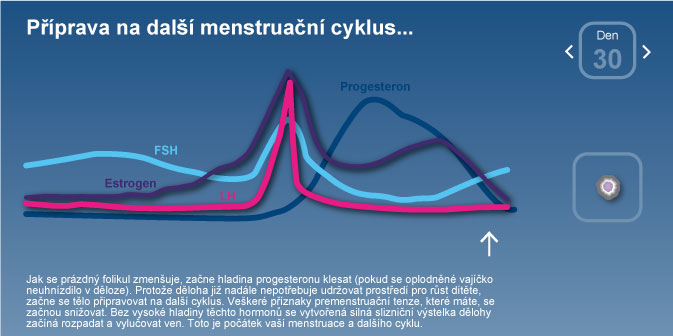 Příprava na další menstruační cyklus